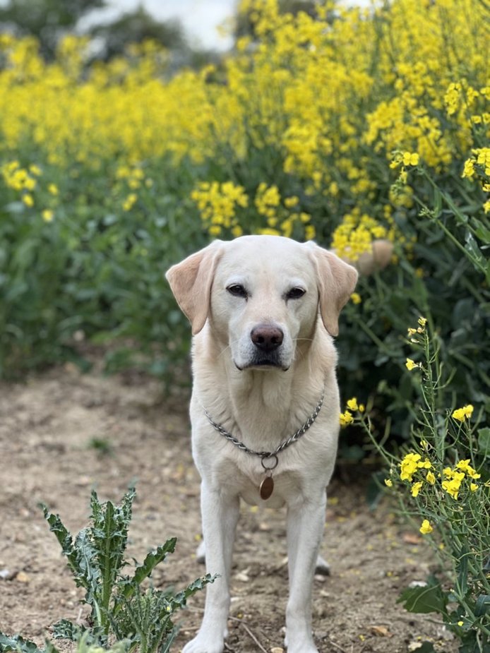 Dog Lead holder - Custom